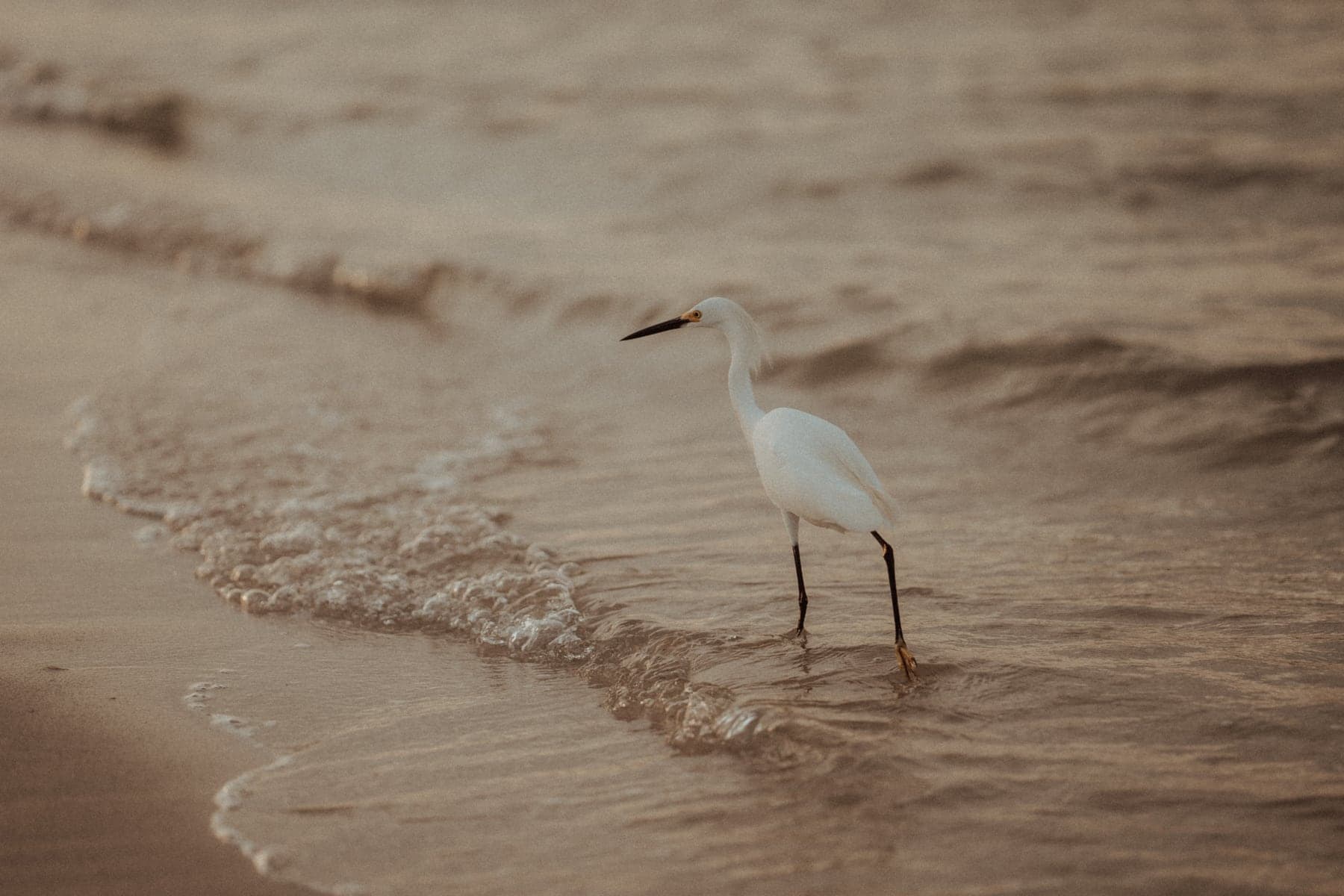 Warm Southwest Florida coastal detail